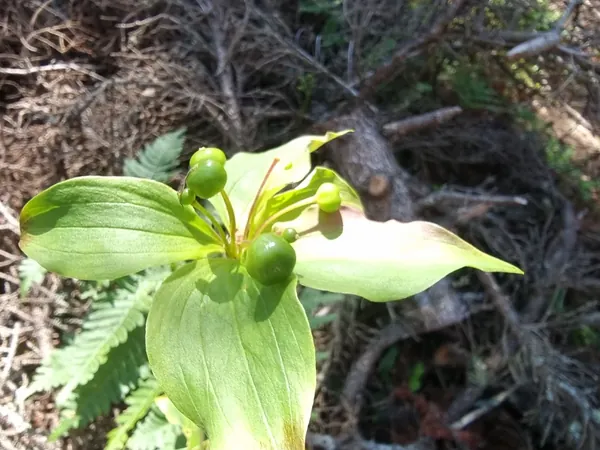 Woodland plant with whorled leaves and green fruit