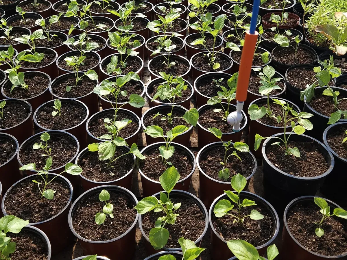Trays of young potted seedlings in the greenhouse