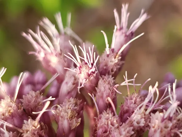 Close view of fluffy pink flower heads