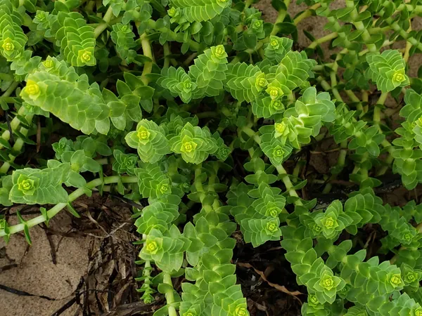 Bright green ruffled leaves growing low to the ground