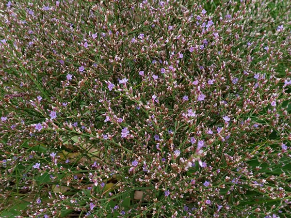 Haze of tiny lavender flowers across a salt marsh