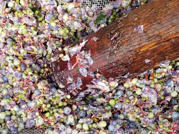 Dark berries being cleaned for seed in a mesh screen