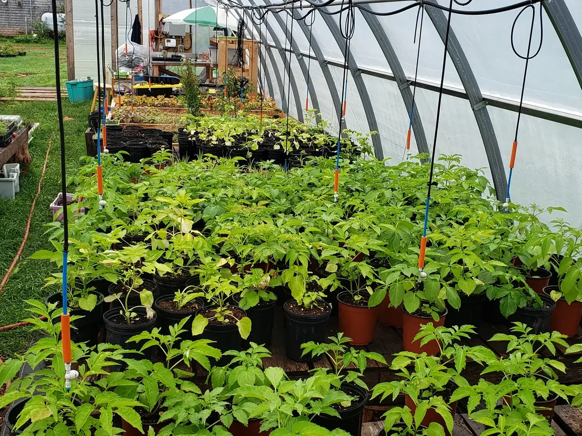 Rows of potted native plants inside a long greenhouse