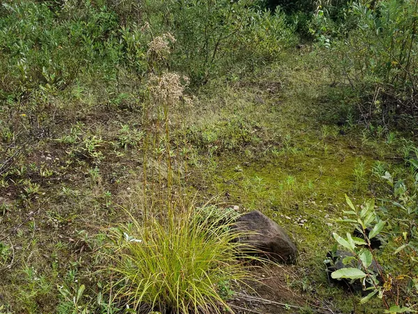 Mixed grasses and shrubs in a regrowing field