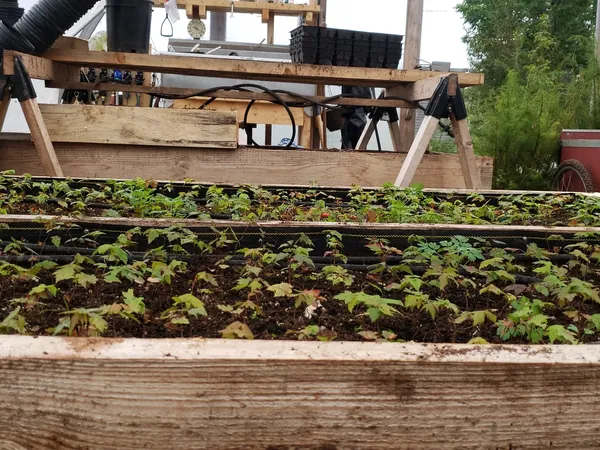Raised bed of young seedlings under cover
