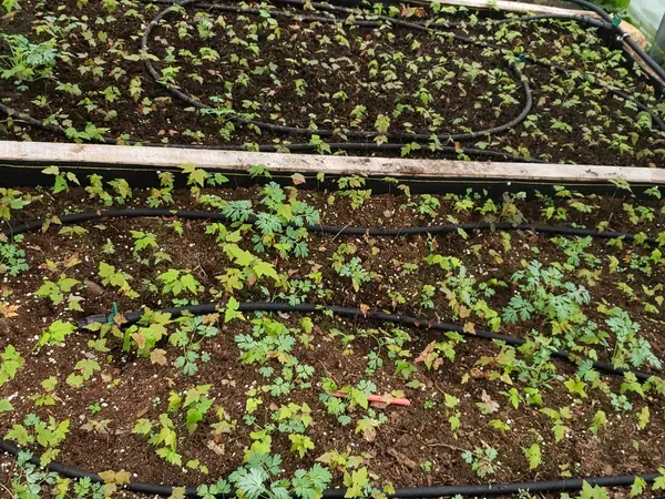 Seedlings filling wooden propagation beds