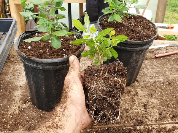 Hand lifting a rooted plant out of its nursery pot