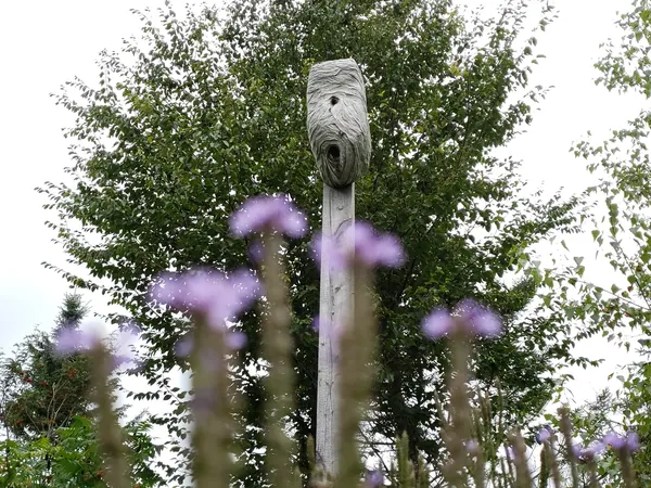 Tall purple flower spikes against a summer sky