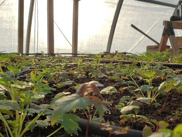 Propagation bed of young plants under a greenhouse roof