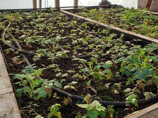 Long wooden beds of seedlings inside a greenhouse