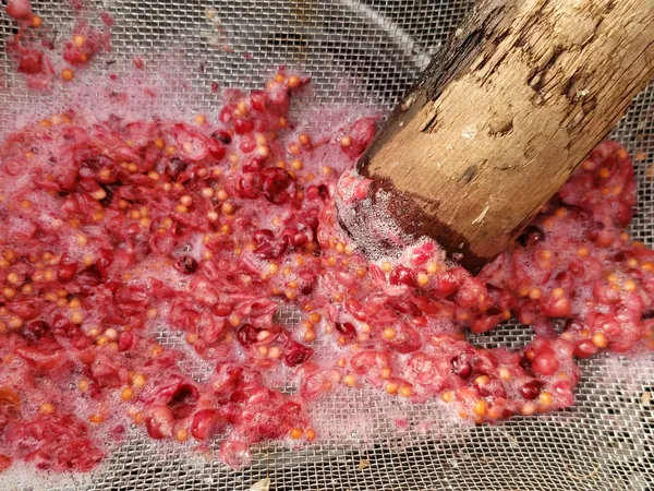 Red berries crushed in a screen to separate the seed
