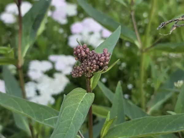 Milkweed flower buds among white and pink wildflowers