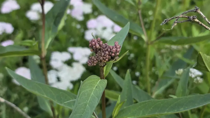 Close view of a native plant bud cluster opening above green leaves, with pale flowers behind