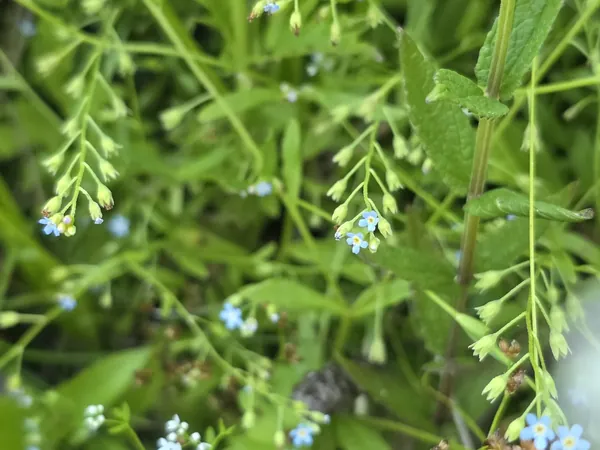 Small blue flowers in a tangle of green stems