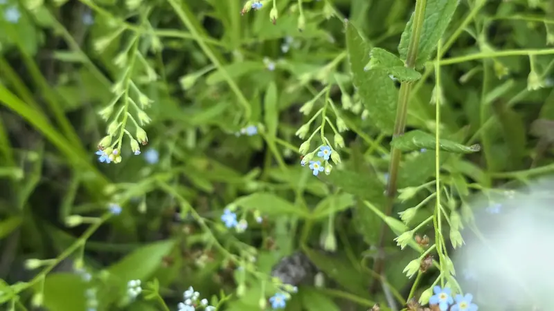 Small blue native flowers on slender green stems