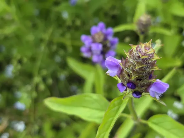 Purple flower spike on a low leafy plant