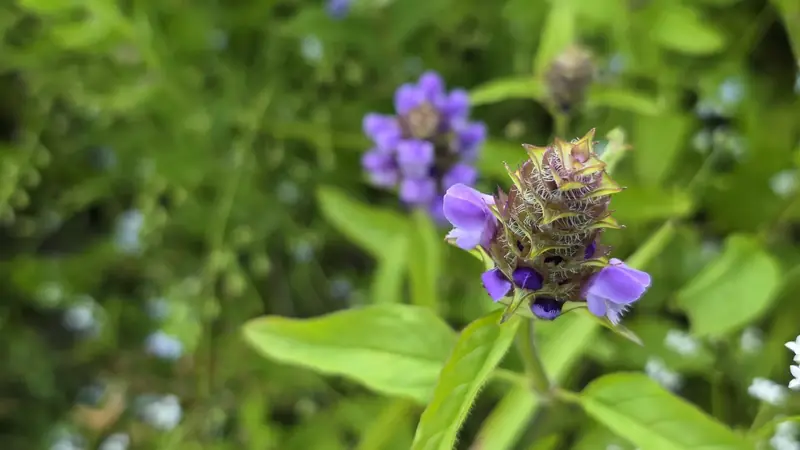 Purple native flower spike in close view against green foliage