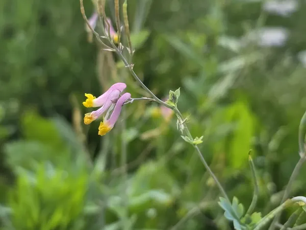 Pink and yellow tubular flower on a fine stem