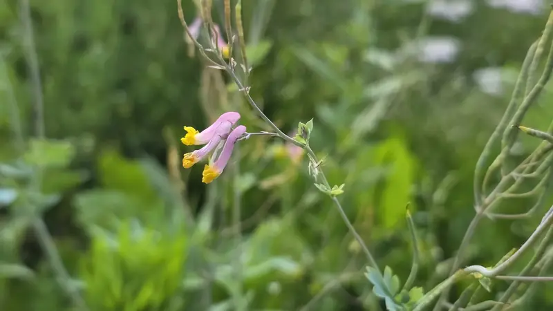 Pink and yellow native flowers on a thin stem above green foliage