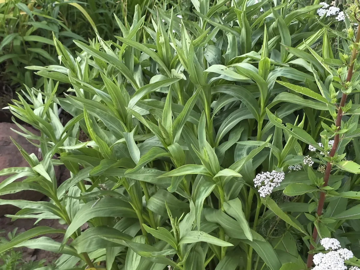 Dense green native planting with white flowers beside a large stone