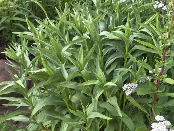 Leafy native plants with white flower clusters beside a stone