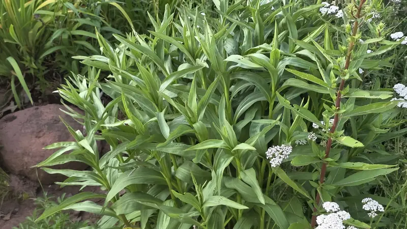 Dense green native planting with white flowers and a large stone