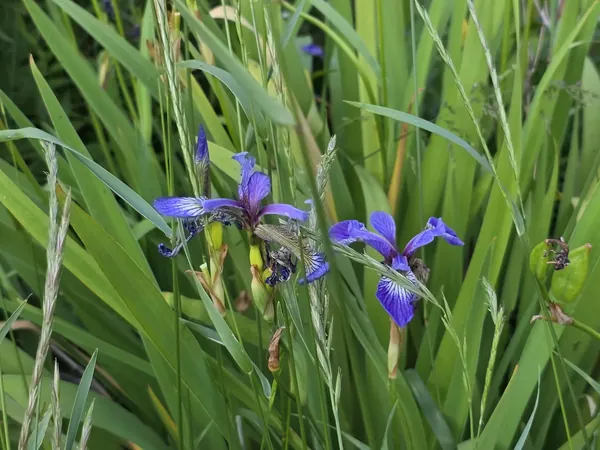 Blue iris flowers growing in a clump of grasses