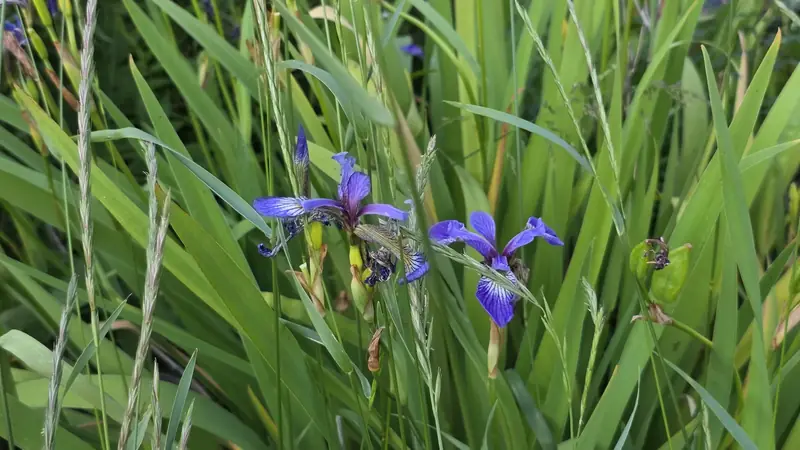Blue iris flowers growing among tall grasses