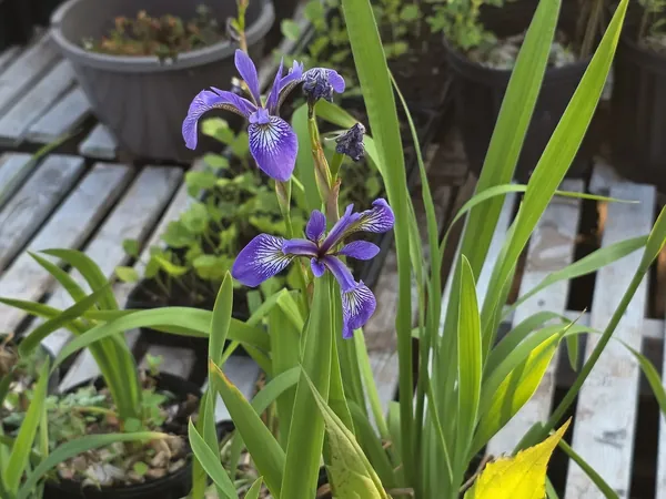 Blue iris in a nursery pot on wooden pallets