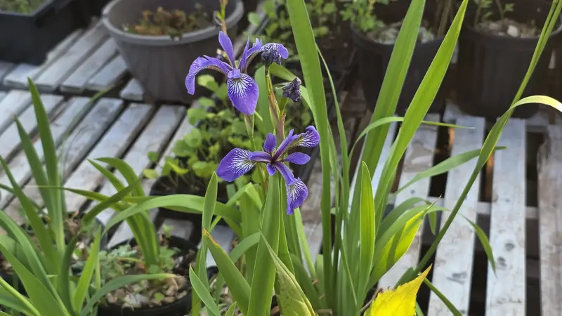 Blue iris in a nursery pot on wooden pallets