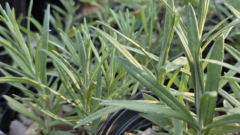 Young silvery green native plants growing in nursery pots