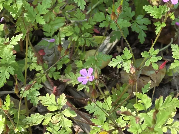 Small pink flowers among finely cut green leaves