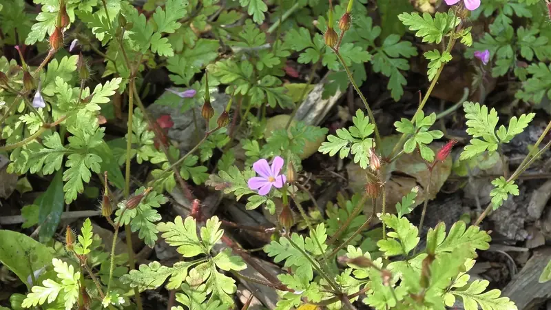 Small pink native flower among finely divided green leaves