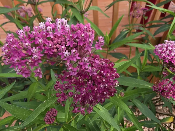 Deep pink milkweed flower clusters