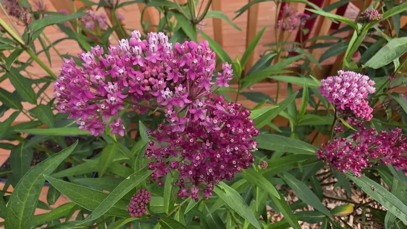 Deep pink native flower clusters above long green leaves
