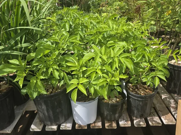 Potted native plants in sunlight on wooden pallets at the nursery