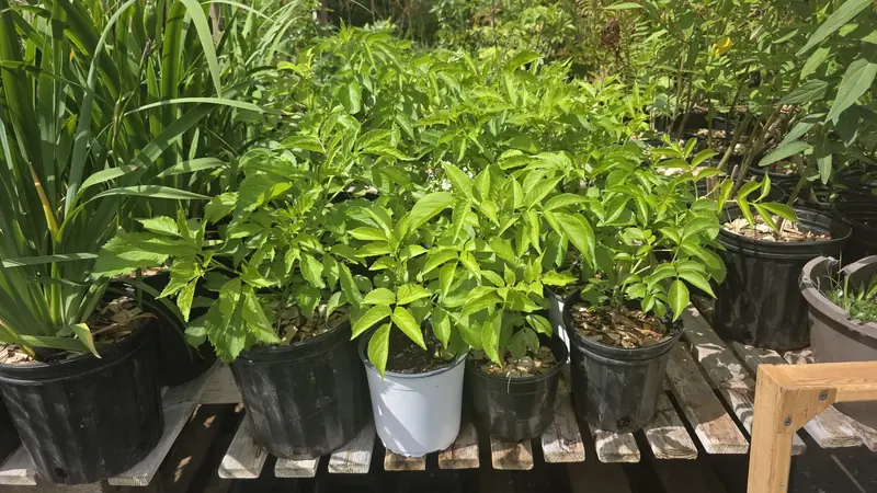 Potted native plants in sunlight on wooden pallets at the nursery