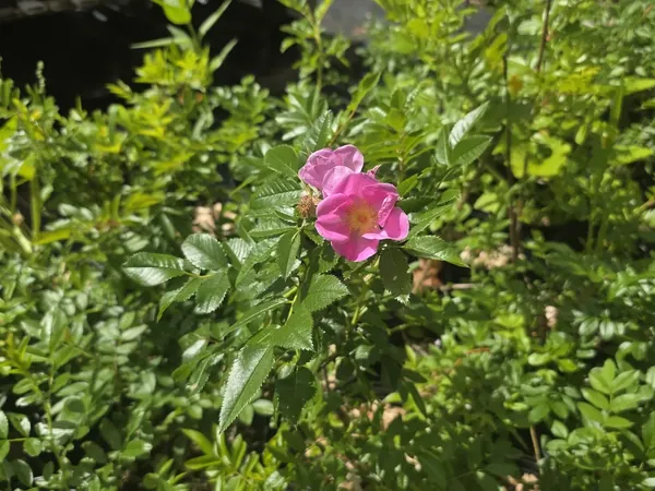Pink wild rose flowering among potted nursery plants