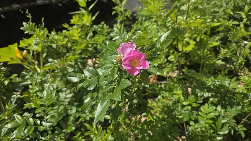 Pink wild rose flowering among potted nursery plants