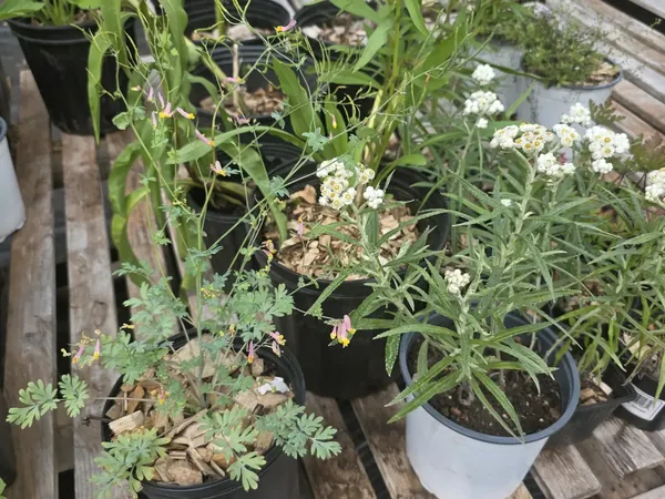 Potted native plants with white and pink flowers on nursery pallets