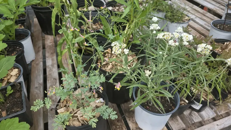 Potted native plants with white and pink flowers on nursery pallets