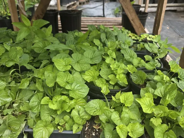 Lush green potted plants under the nursery shade structure