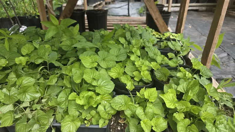 Lush green potted plants under the nursery shade structure