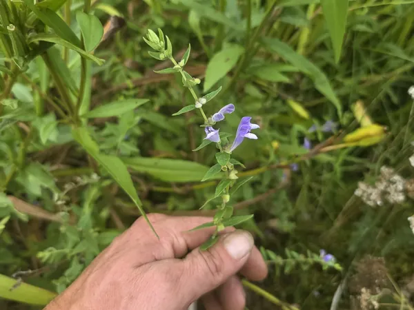 Hand holding a small blue flowering stem in a meadow