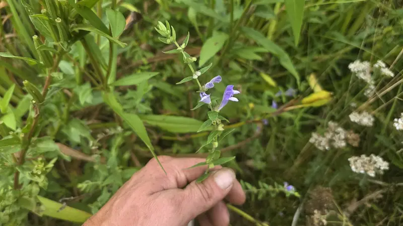 A hand holding a stem of small blue native flowers in the field