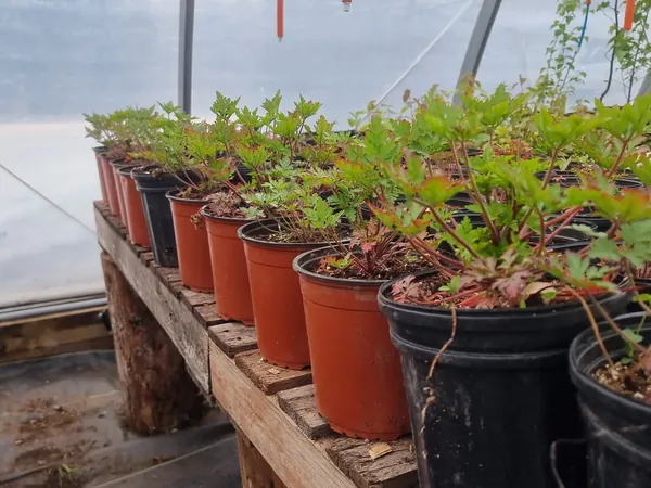 Potted plants with red autumn leaves on a greenhouse bench