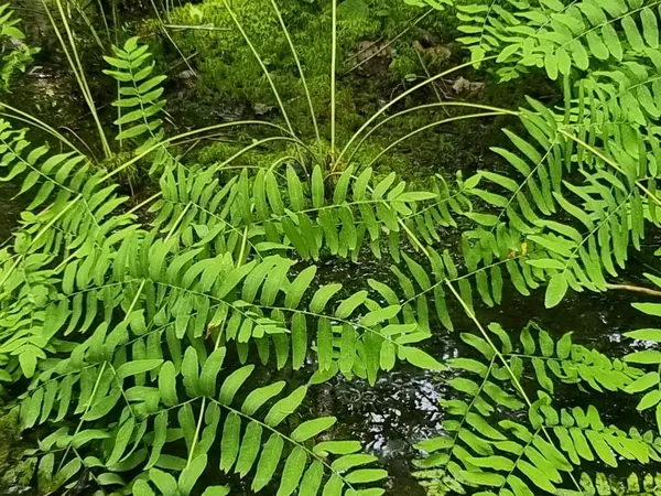 Bright green fern fronds seen from above