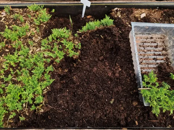 Seedlings beside a labelled propagation tray