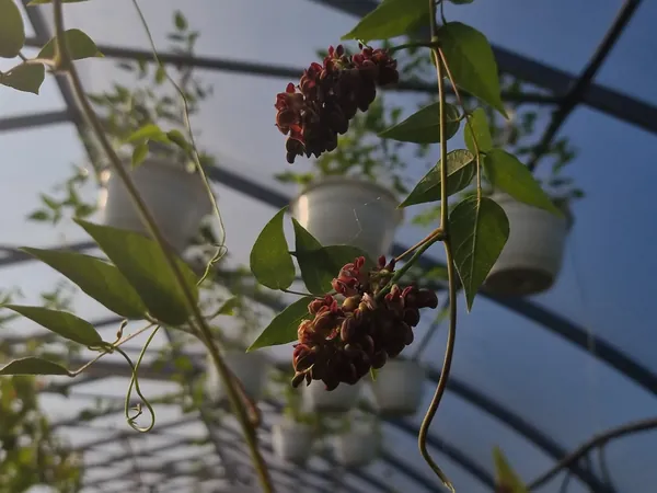 Dark seed heads hanging under a greenhouse roof