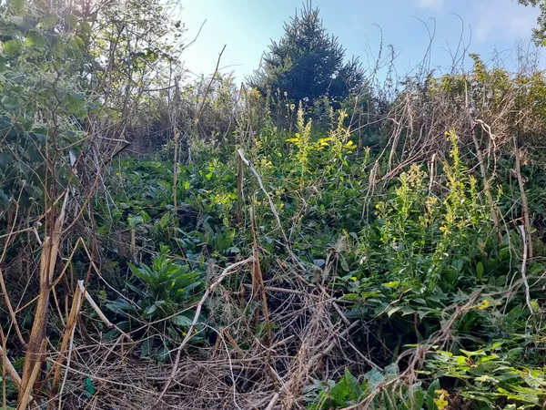 Tangled native regrowth along a field edge